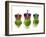 Brussels Sprouts with Crowns 'We Three Kings'-null-Framed Photographic Print