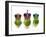 Brussels Sprouts with Crowns 'We Three Kings'-null-Framed Photographic Print