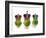 Brussels Sprouts with Crowns 'We Three Kings'-null-Framed Photographic Print