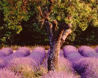 Provence-Bryan F^ Peterson-Laminated Art Print