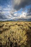 Sagebrush And Sky In Grand Teton National Park-Bryan Jolley-Photographic Print