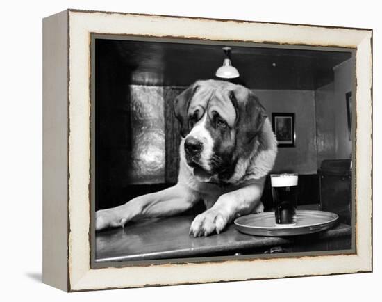 Bryan the St. Bernard Dog Enjoys a Pint, February 1956-null-Framed Premier Image Canvas