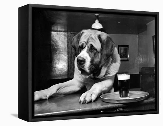 Bryan the St. Bernard Dog Enjoys a Pint, February 1956-null-Framed Premier Image Canvas