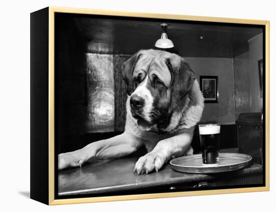 Bryan the St. Bernard Dog Enjoys a Pint, February 1956-null-Framed Premier Image Canvas