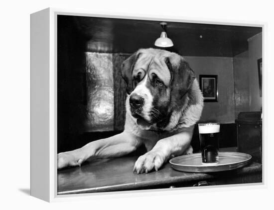 Bryan the St. Bernard Dog Enjoys a Pint, February 1956-null-Framed Premier Image Canvas