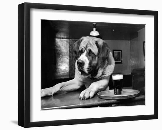 Bryan the St. Bernard Dog Enjoys a Pint, February 1956-null-Framed Photographic Print