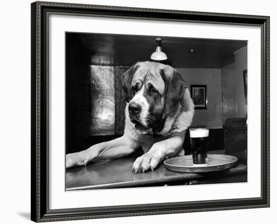 Bryan the St. Bernard Dog Enjoys a Pint, February 1956--Framed Photographic Print
