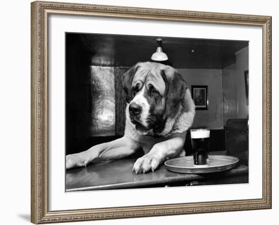 Bryan the St. Bernard Dog Enjoys a Pint, February 1956--Framed Photographic Print