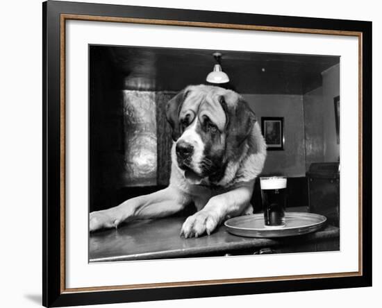 Bryan the St. Bernard Dog Enjoys a Pint, February 1956--Framed Photographic Print