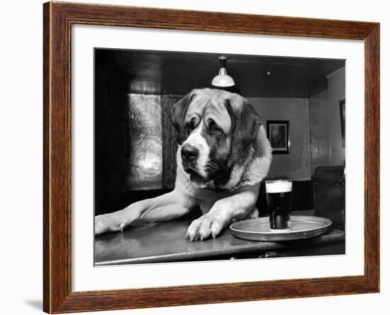 Bryan the St. Bernard Dog Enjoys a Pint, February 1956-null-Framed Photographic Print
