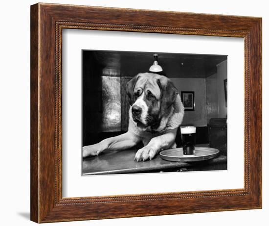 Bryan the St. Bernard Dog Enjoys a Pint, February 1956-null-Framed Photographic Print