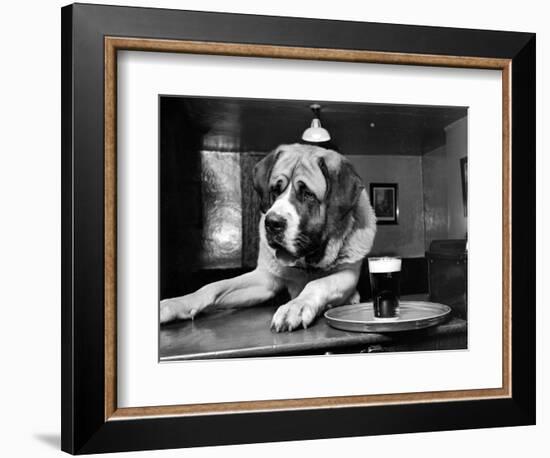 Bryan the St. Bernard Dog Enjoys a Pint, February 1956-null-Framed Photographic Print