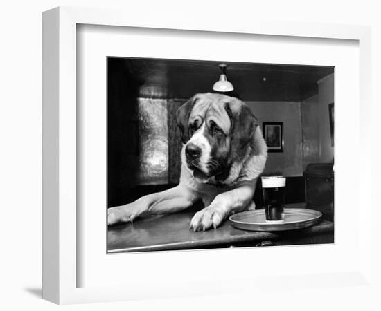 Bryan the St. Bernard Dog Enjoys a Pint, February 1956-null-Framed Photographic Print