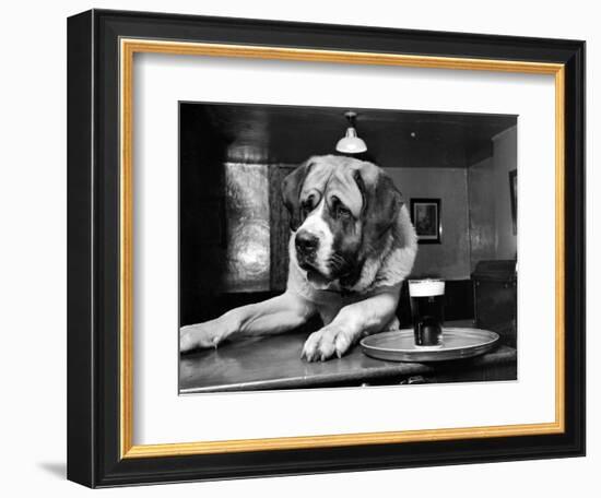 Bryan the St. Bernard Dog Enjoys a Pint, February 1956-null-Framed Photographic Print