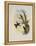 Bryant's Wood-Star, Doricha Bryant?-John Gould-Framed Premier Image Canvas