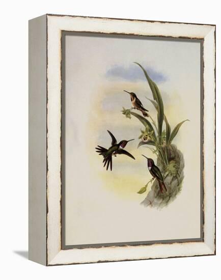 Bryant's Wood-Star, Doricha Bryant?-John Gould-Framed Premier Image Canvas