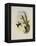 Bryant's Wood-Star, Doricha Bryant?-John Gould-Framed Premier Image Canvas