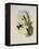 Bryant's Wood-Star, Doricha Bryant?-John Gould-Framed Premier Image Canvas