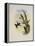 Bryant's Wood-Star, Doricha Bryant?-John Gould-Framed Premier Image Canvas