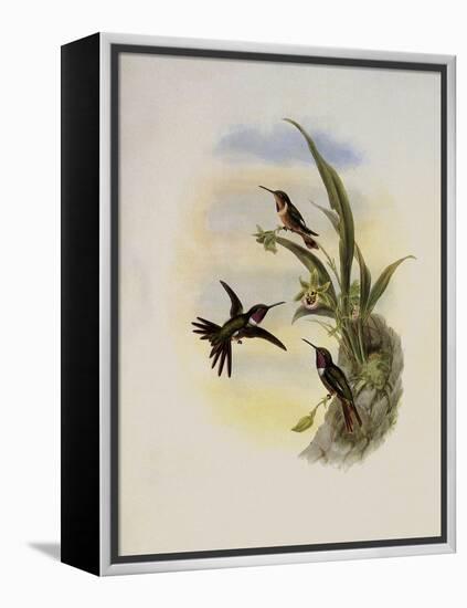 Bryant's Wood-Star, Doricha Bryant?-John Gould-Framed Premier Image Canvas