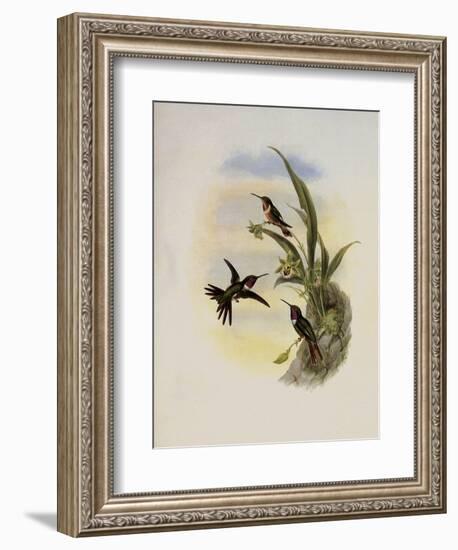 Bryant's Wood-Star, Doricha Bryant?-John Gould-Framed Giclee Print