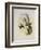 Bryant's Wood-Star, Doricha Bryant?-John Gould-Framed Giclee Print