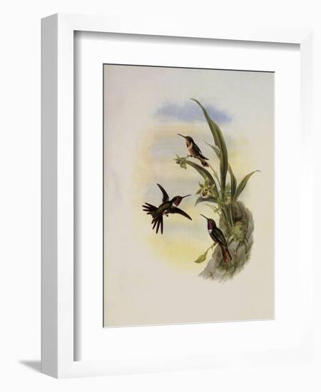 Bryant's Wood-Star, Doricha Bryant?-John Gould-Framed Giclee Print