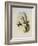 Bryant's Wood-Star, Doricha Bryant?-John Gould-Framed Giclee Print