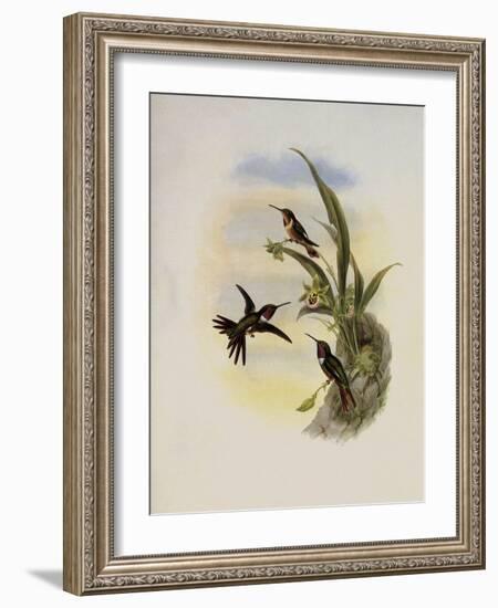 Bryant's Wood-Star, Doricha Bryant?-John Gould-Framed Giclee Print