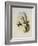 Bryant's Wood-Star, Doricha Bryant?-John Gould-Framed Giclee Print