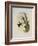 Bryant's Wood-Star, Doricha Bryant?-John Gould-Framed Giclee Print