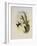 Bryant's Wood-Star, Doricha Bryant?-John Gould-Framed Giclee Print