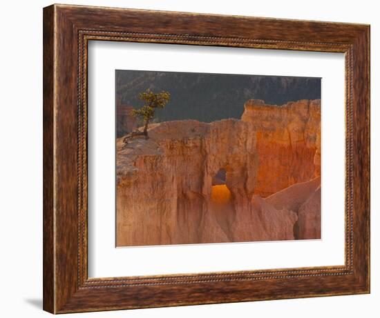 Bryce Canyon National Park, Utah, USA-Cathy & Gordon Illg-Framed Photographic Print