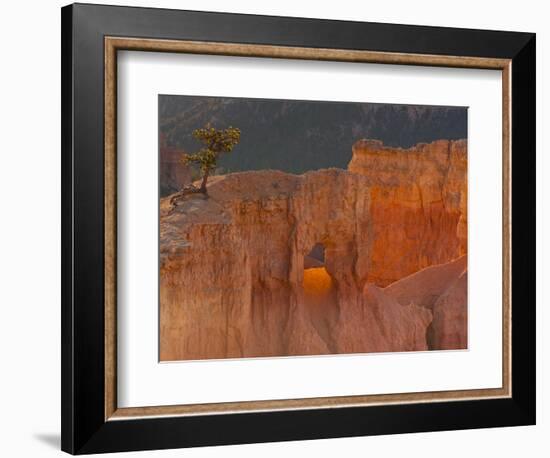 Bryce Canyon National Park, Utah, USA-Cathy & Gordon Illg-Framed Photographic Print