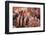 Bryce Canyon National Park, Utah-Michael DeFreitas-Framed Photographic Print