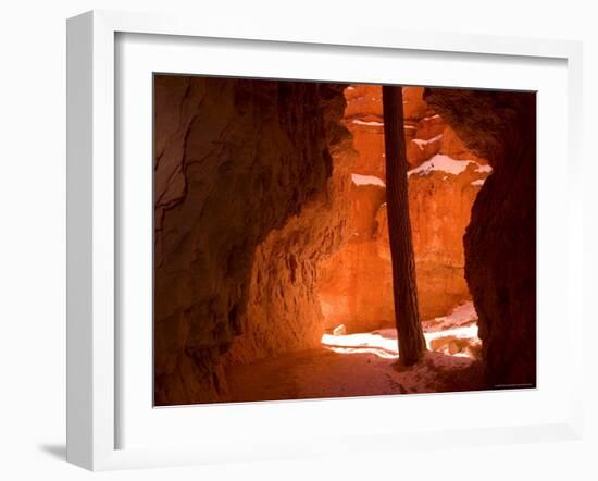 Bryce Canyon, Tree in the Canyon, Bryce Canyon N.P., Utah, USA-Thorsten Milse-Framed Photographic Print