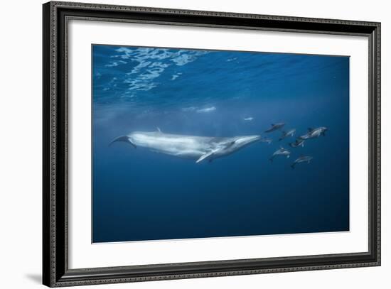 Bryde's Whale (Balaenoptera Edeni) and Common Dolphins (Delphinus Delphis)-Jordi Chias-Framed Photographic Print