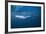 Bryde's Whale (Balaenoptera Edeni) and Common Dolphins (Delphinus Delphis)-Jordi Chias-Framed Photographic Print