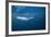 Bryde's Whale (Balaenoptera Edeni) and Common Dolphins (Delphinus Delphis)-Jordi Chias-Framed Photographic Print