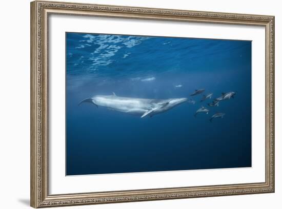 Bryde's Whale (Balaenoptera Edeni) and Common Dolphins (Delphinus Delphis)-Jordi Chias-Framed Photographic Print