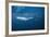 Bryde's Whale (Balaenoptera Edeni) and Common Dolphins (Delphinus Delphis)-Jordi Chias-Framed Photographic Print