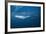 Bryde's Whale (Balaenoptera Edeni) and Common Dolphins (Delphinus Delphis)-Jordi Chias-Framed Photographic Print