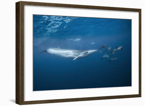 Bryde's Whale (Balaenoptera Edeni) and Common Dolphins (Delphinus Delphis)-Jordi Chias-Framed Photographic Print