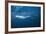 Bryde's Whale (Balaenoptera Edeni) and Common Dolphins (Delphinus Delphis)-Jordi Chias-Framed Photographic Print