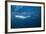 Bryde's Whale (Balaenoptera Edeni) and Common Dolphins (Delphinus Delphis)-Jordi Chias-Framed Photographic Print