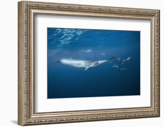 Bryde's Whale (Balaenoptera Edeni) and Common Dolphins (Delphinus Delphis)-Jordi Chias-Framed Photographic Print