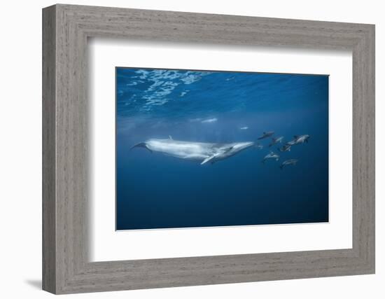 Bryde's Whale (Balaenoptera Edeni) and Common Dolphins (Delphinus Delphis)-Jordi Chias-Framed Photographic Print