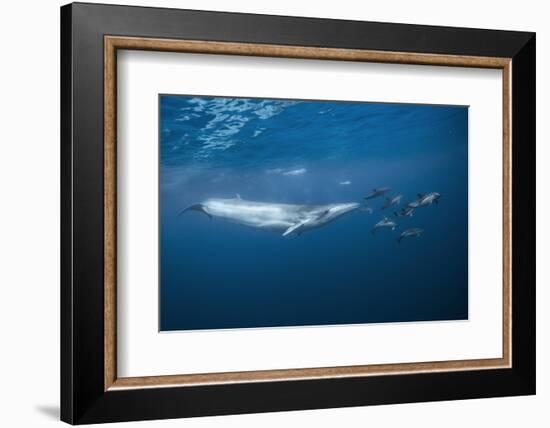 Bryde's Whale (Balaenoptera Edeni) and Common Dolphins (Delphinus Delphis)-Jordi Chias-Framed Photographic Print