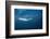 Bryde's Whale (Balaenoptera Edeni) and Common Dolphins (Delphinus Delphis)-Jordi Chias-Framed Photographic Print