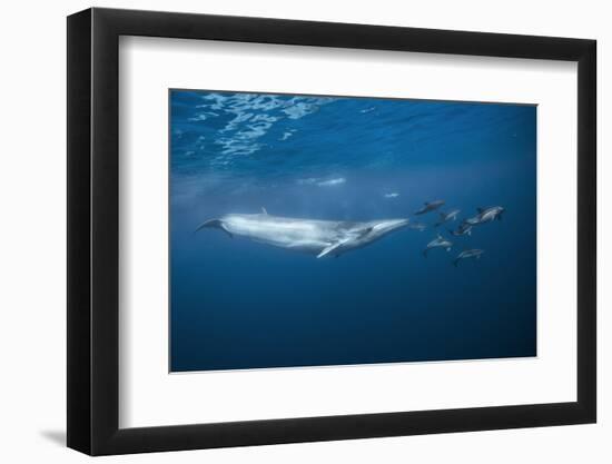 Bryde's Whale (Balaenoptera Edeni) and Common Dolphins (Delphinus Delphis)-Jordi Chias-Framed Photographic Print